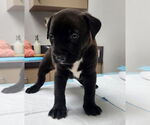 Small #1 Labrador Retriever Mix