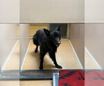 Small German Shepherd Dog
