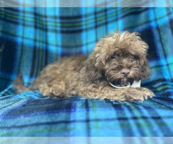 Medium Photo #8 ShihPoo Puppy For Sale in LAKELAND, FL, USA
