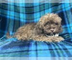 Small #7 ShihPoo