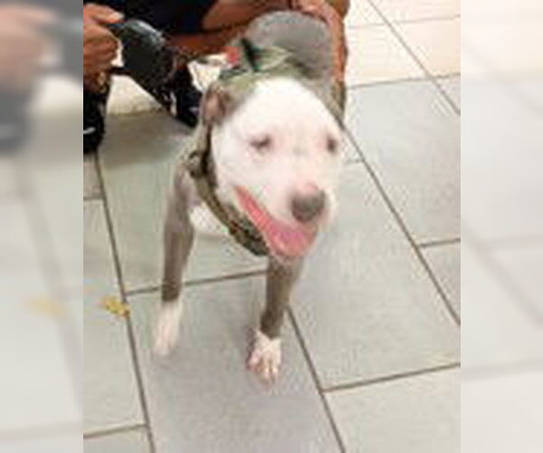 Medium Photo #8 American Pit Bull Terrier-Unknown Mix Puppy For Sale in Virginia Beach, VA, USA