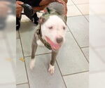Small #7 American Pit Bull Terrier Mix