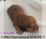 Small #8 Dachshund