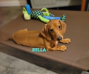 Dachshund Puppy for sale in WALLACE, CA, USA