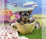 Small #1 Yorkshire Terrier