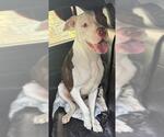 Small American Staffordshire Terrier Mix