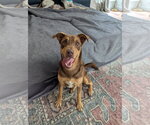 Small #2 Australian Kelpie Mix