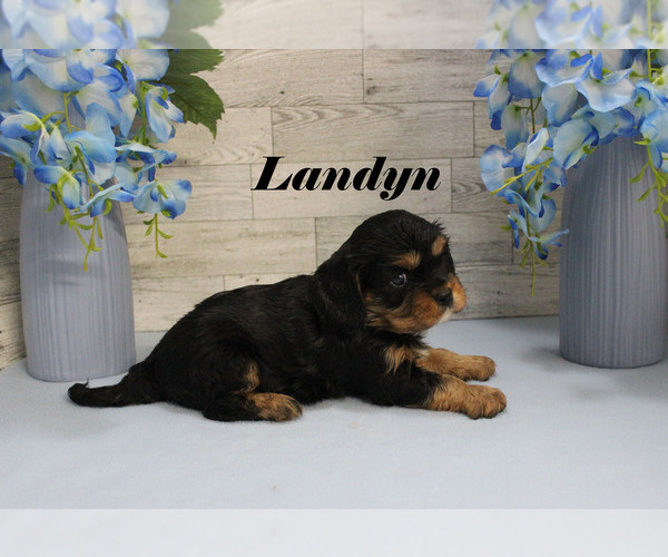 Medium Photo #11 Cavalier King Charles Spaniel Puppy For Sale in CHANUTE, KS, USA