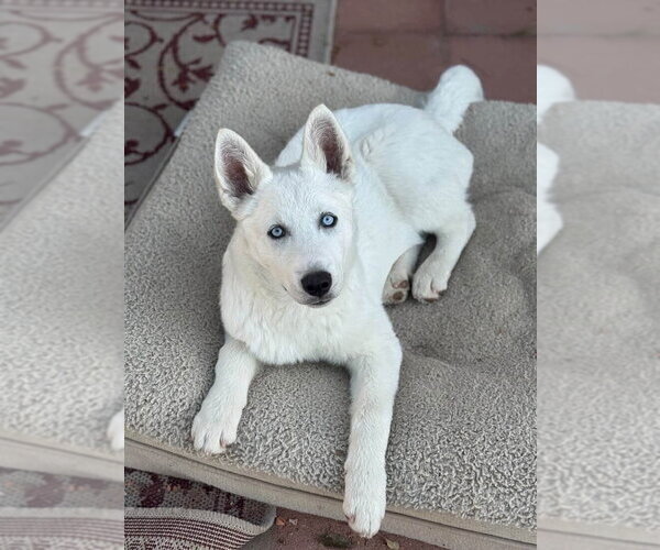 Medium Photo #2 Siberian Husky-Unknown Mix Puppy For Sale in Dana Point, CA, USA