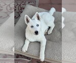 Small #1 Siberian Husky Mix