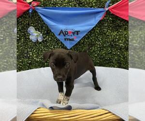 Labrador Retriever-Unknown Mix Dogs for adoption in Grasswood, Saskatchewan, Canada