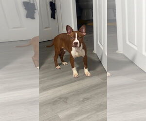 American Staffordshire Terrier Dogs for adoption in Dallas, TX, USA