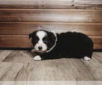 Small Photo #3 Australian Shepherd Puppy For Sale in CAMAS, WA, USA