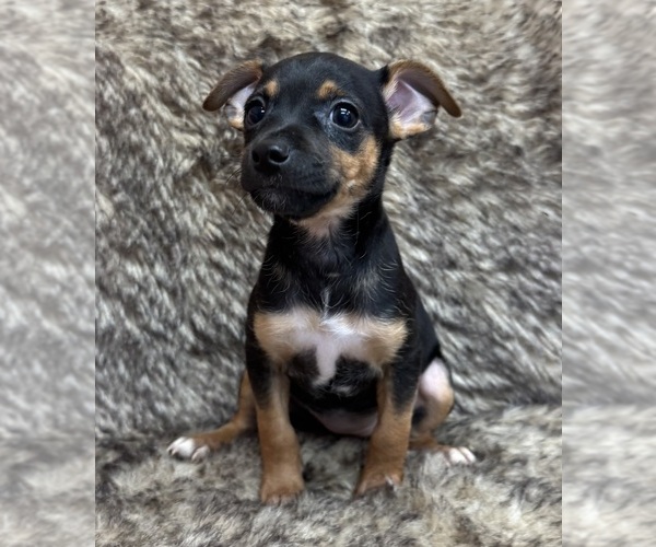 Medium Photo #5 Rat Terrier Puppy For Sale in WHITAKERS, NC, USA