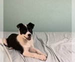 Small Photo #6 Australian Cattle Dog-Border Collie Mix Puppy For Sale in HILLSBORO, WI, USA