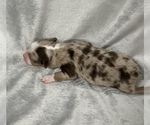 Small Photo #5 Miniature Australian Shepherd Puppy For Sale in ARDMORE, OK, USA