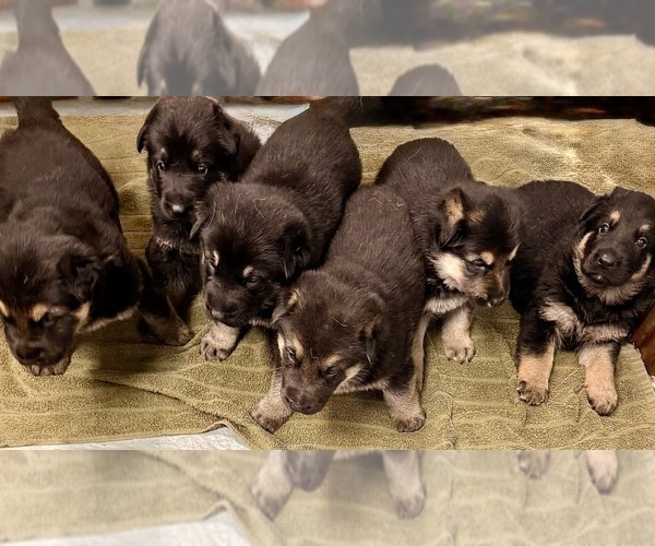 Medium Photo #9 German Shepherd Dog Puppy For Sale in BRIGHTON, CO, USA