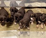 Small #8 German Shepherd Dog