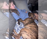 Small Photo #4 Bullboxer Pit Puppy For Sale in Oakhurst, NJ, USA