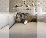 Small #3 Pomsky