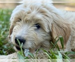 Small Goldendoodle