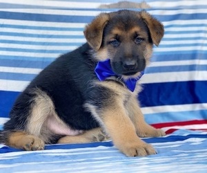 German Shepherd Dog Puppy for sale in LANCASTER, PA, USA