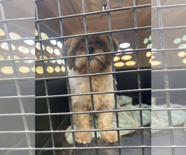 Medium Photo #2 Shih Tzu Puppy For Sale in Lewistown, PA, USA