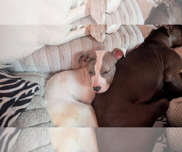 Medium Photo #6 American Pit Bull Terrier-Unknown Mix Puppy For Sale in Germantown, OH, USA