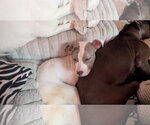 Small #5 American Pit Bull Terrier Mix