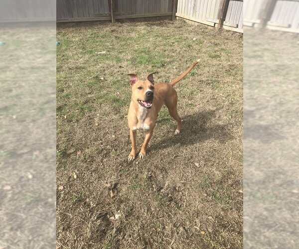 Medium Photo #4 American Pit Bull Terrier-American Staffordshire Terrier Mix Puppy For Sale in Jackson, MS, USA