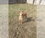 Small #3 American Pit Bull Terrier-American Staffordshire Terrier Mix