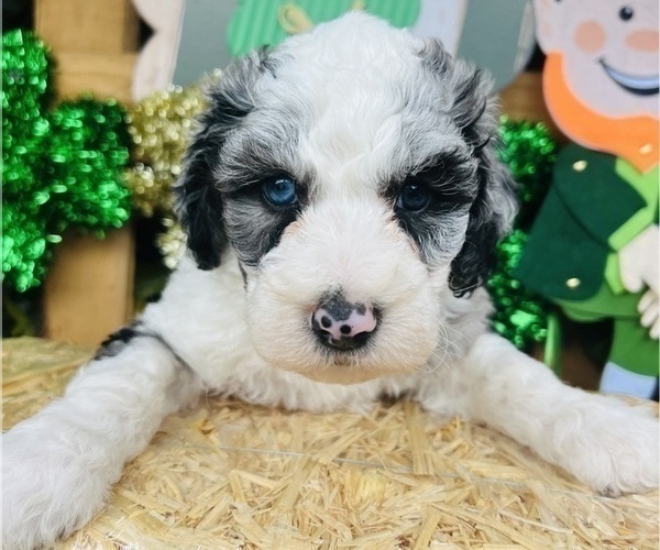 Medium Photo #49 Sheepadoodle Puppy For Sale in HUNTINGTON BEACH, CA, USA