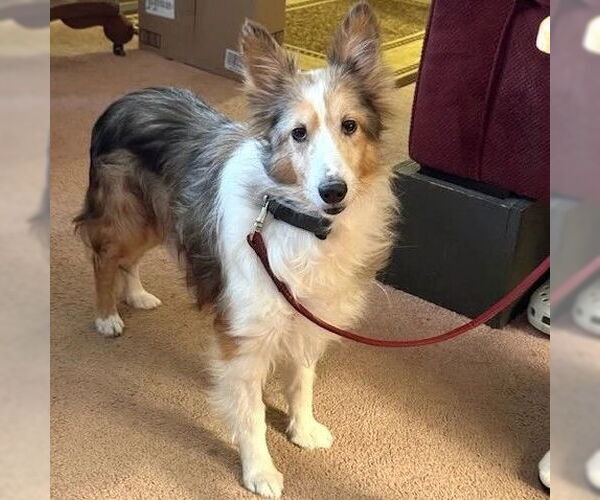 Medium Photo #1 Mutt Puppy For Sale in Dublin, OH, USA