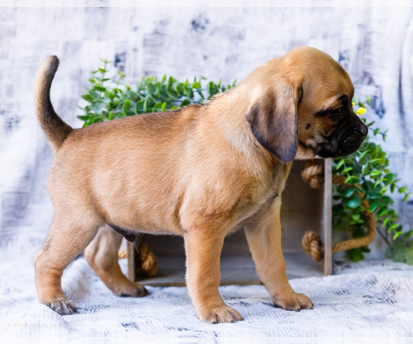 Medium Photo #53 Puggle Puppy For Sale in WAKARUSA, IN, USA
