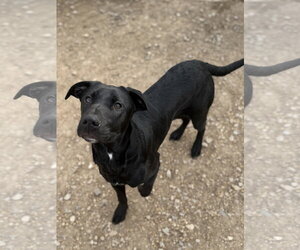 Nelson - Male Mutt Dog for Adoption - Photo #2