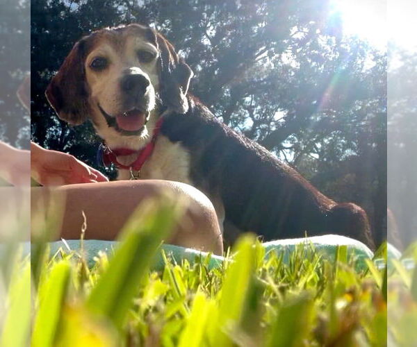 Medium Photo #8 Beagle Puppy For Sale in Dunnellon, FL, USA