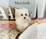 Small Photo #10 Maltipoo Puppy For Sale in MURFREESBORO, TN, USA