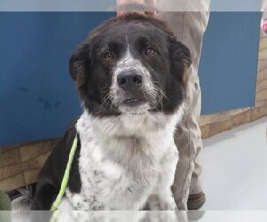 Border Collie-Unknown Mix Dogs for adoption in Temple, TX, USA