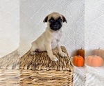 Small #2 Pug