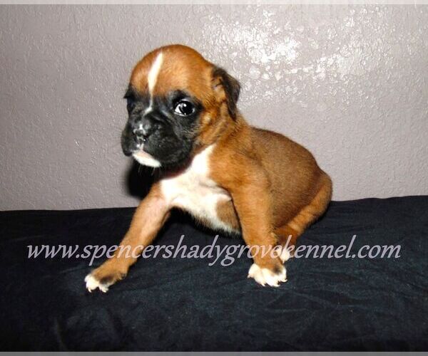 Medium Photo #1 Boxer Puppy For Sale in CABOOL, MO, USA