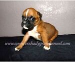Small Photo #1 Boxer Puppy For Sale in CABOOL, MO, USA