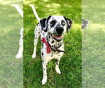 Small #3 Dalmatian