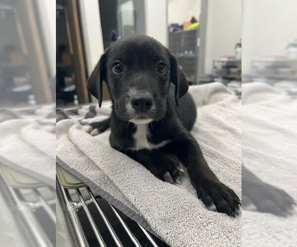Medium Photo #1 Labrador Retriever Puppy For Sale in Baytown, TX, USA