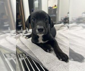 Labrador Retriever Dogs for adoption in Baytown, TX, USA