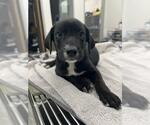 Small Labrador Retriever