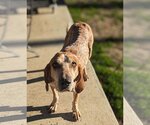 Small Photo #3 Mutt Puppy For Sale in Richmond, VA, USA