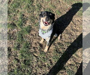 Nevah - Female Australian Shepherd-Unknown Mix Dog for Adoption - Photo #3