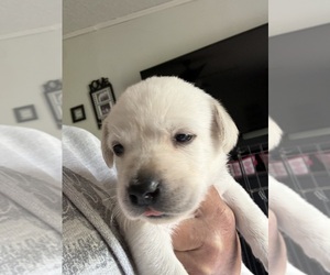 Labrador Retriever Puppy for sale in OSYKA, MS, USA