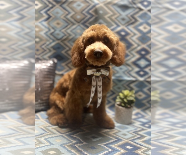 Medium Photo #2 Poodle (Toy) Puppy For Sale in AUBURN, CA, USA