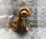 Small Photo #2 Poodle (Toy) Puppy For Sale in AUBURN, CA, USA